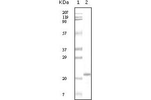 Western Blotting (WB) image for anti-Apolipoprotein A-V (APOA5) (truncated) antibody (ABIN2464012) (APOA5 anticorps  (truncated))