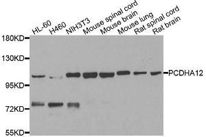 Western blot analysis of extracts of various cell lines, using PCDHA12 antibody. (PCDHA12 anticorps  (AA 713-792))