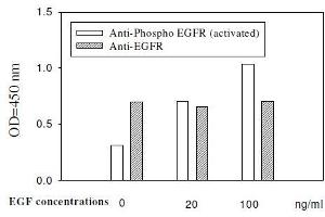 A431 cells were stimulated by different concentrations of EGF for 20 min at 37 °C (EGFR Kit ELISA)