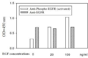 A431 cells were stimulated by different concentrations of EGF for 20 min at 37 °C