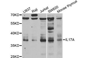 Western blot analysis of extracts of various cell lines, using IL17A antibody. (Interleukin 17a anticorps)