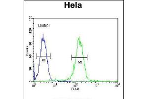 Flow cytometric analysis of Hela cells (right histogram) compared to a negative control cell (left histogram). (Cyclin H anticorps  (C-Term))