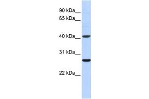 Western Blotting (WB) image for anti-Glutathione S-Transferase mu 5 (GSTM5) antibody (ABIN2459201) (GSTM5 anticorps)