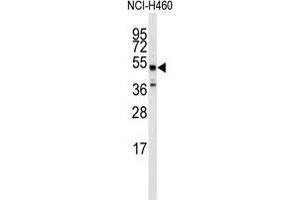 Western blot analysis of anti-ADRB2 Antibody in NCI-H460 cell line lysates (35µg/lane). (beta 2 Adrenergic Receptor anticorps  (Ser364))