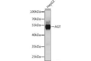 Western blot analysis of extracts of HepG2 cells using AGT Polyclonal Antibody at dilution of 1:1000. (AGT anticorps)