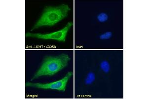 ABIN571046 Immunofluorescence analysis of paraformaldehyde fixed HeLa cells, permeabilized with 0. (TNFSF14 anticorps  (Internal Region))