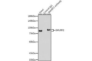 Immunoprecipitation analysis of 300 μg extracts of Mouse lung cells using 3 μg SMURF2 antibody (ABIN1680578, ABIN3015927, ABIN3015928 and ABIN7101462). (SMURF2 anticorps)