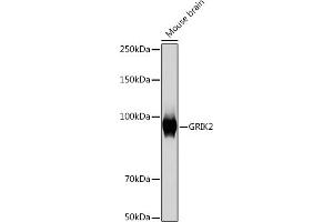 Western blot analysis of extracts of Mouse brain, using GRIK2 Rabbit mAb (ABIN7267415) at 1:1000 dilution. (GRIK2 anticorps)