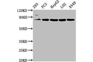 Western Blot Positive WB detected in: 293 whole cell lysate, PC-3 whole cell lysate, HepG2 whole cell lysate, LO2 whole cell lysate, A549 whole cell lysate All lanes: NLN antibody at 3. (NLN anticorps  (AA 109-241))