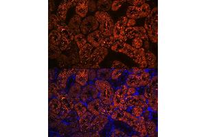 Immunofluorescence analysis of rat kidney using FBP1 Rabbit mAb (ABIN7267269) at dilution of 1:100 (40x lens). (FBP1 anticorps)