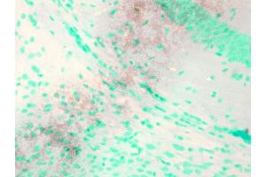 Immunohistochemistry analysis using Mouse Anti-KCNQ1 Monoclonal Antibody, Clone S37A-10 .
