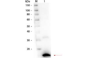 Western Blot of Rabbit anti-Ribonuclease A (Bovine Pancreas) Antibody. (RNASE1 anticorps)