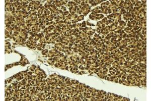 ABIN6279302 at 1/100 staining Mouse pancreas tissue by IHC-P. (CMTM8 anticorps  (Internal Region))
