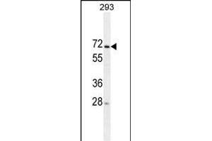 MIPEP Antibody (ABIN659042 and ABIN2838054) western blot analysis in 293 cell line lysates (35 μg/lane). (MIPEP anticorps)
