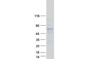 Validation with Western Blot (C14orf166B Protein (Myc-DYKDDDDK Tag))