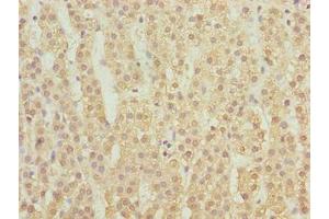 Immunohistochemistry of paraffin-embedded human adrenal gland tissue using ABIN7158915 at dilution of 1:100 (MFSD1 anticorps  (AA 1-38))