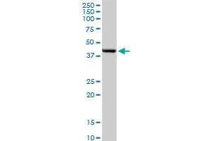 DNMT3L MaxPab rabbit polyclonal antibody. (DNMT3L anticorps  (AA 1-386))
