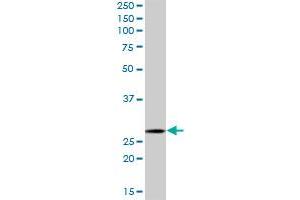 MRPL28 MaxPab polyclonal antibody.