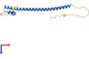AlphaFold protein structure predicition of Mouse Recombinant Mafg Protein, UniprotID O54790