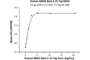 Immobilized Human ErbB3, His Tag (ABIN2181039,ABIN2181038) at 2 μg/mL (100 μL/well) can bind Human NRG1 Beta 1, Fc Tag (ABIN6973185) with a linear range of 0. (NRG1-beta 1 Protein (AA 2-246) (Fc Tag))