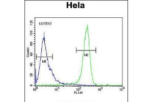 Flow cytometric analysis of Hela cells (right histogram) compared to a negative control cell (left histogram). (CDT2/RAMP anticorps  (AA 229-256))