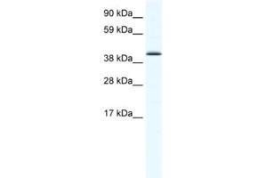 Western Blotting (WB) image for anti-SRY (Sex Determining Region Y)-Box 7 (SOX7) antibody (ABIN2461476) (SOX7 anticorps)