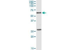 anti-Polymerase (DNA Directed) kappa (POLK) (AA 1-472) antibody