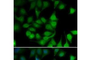 Immunofluorescence analysis of U2OS cells using POLR2H Polyclonal Antibody (POLR2H anticorps)
