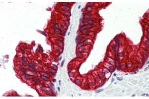 Immunohistochemistry with Human Prostate lysate tissue at an antibody concentration of 5.