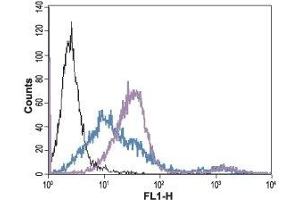 Cell surface detection of AGTR1 in live intact human Jurkat T-cell leukemia cells: (black line) Unstained cells + goat-anti-rabbit-FITC.