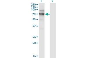 Western Blot analysis of NVL expression in transfected 293T cell line by NVL monoclonal antibody (M02), clone 3F6. (NVL anticorps  (AA 757-856))