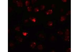 Immunofluorescence (IF) image for anti-Piwi-Like 3 (PIWIL3) (N-Term) antibody (ABIN1031516) (PIWIL3 anticorps  (N-Term))