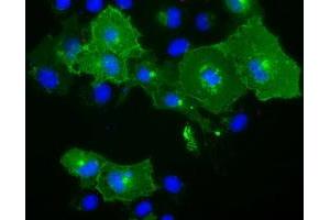 Anti-BTN1A1 mouse monoclonal antibody (ABIN2452844) immunofluorescent staining of COS7 cells transiently transfected by pCMV6-ENTRY BTN1A1 (RC223852). (BTN1A1 anticorps)