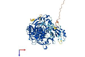 AlphaFold protein structure predicition of Mouse Recombinant Acss2 Protein, UniprotID Q9QXG4