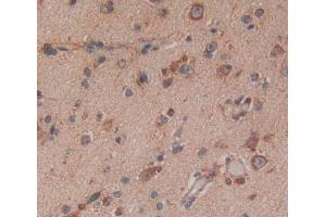 Used in DAB staining on fromalin fixed paraffin- embedded brain tissue (NAT8L anticorps  (AA 1-302))