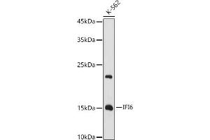 Western blot analysis of extracts of K-562 cells, using IFI6 antibody (ABIN6128123, ABIN6142172, ABIN6142173 and ABIN6221766) at 1:1000 dilution.