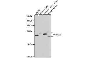 Western blot analysis of extracts of various cell lines, using POLE3 antibody. (POLE3 anticorps  (AA 1-147))