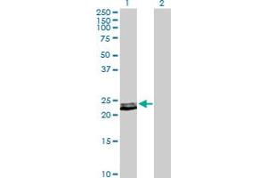 Western Blot analysis of PRL expression in transfected 293T cell line by PRL MaxPab polyclonal antibody. (Prolactin anticorps  (AA 1-227))