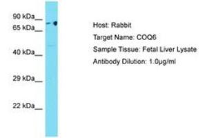 Image no. 1 for anti-Coenzyme Q6, Monooxygenase (COQ6) (AA 40-89) antibody (ABIN6750506) (COQ6 anticorps  (AA 40-89))