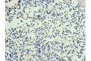 Immunohistochemistry of paraffin-embedded human thymus tissue using ABIN7165877 at dilution of 1:100 (NOV anticorps  (AA 32-357))