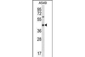 Western blot analysis in A549 cell line lysates (35ug/lane). (OR51S1 anticorps  (C-Term))