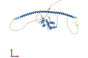 AlphaFold protein structure predicition of Mouse Recombinant Rab3il1 Protein, UniprotID Q8VDV3