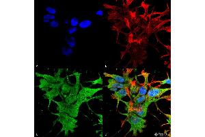 Immunocytochemistry/Immunofluorescence analysis using Mouse Anti-Dicer Monoclonal Antibody, Clone S167-7 .