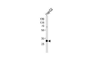 Western blot analysis of lysate from HepG2 cell line, using PSME2 Antibody at 1:1000 at each lane. (PSME2 anticorps  (C-Term))