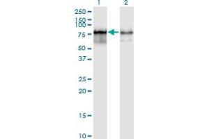 Western Blot analysis of PWP1 expression in transfected 293T cell line by PWP1 monoclonal antibody (M01), clone 3A11. (PWP1 anticorps  (AA 1-501))