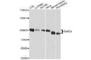 Western blot analysis of extracts of various cell lines, using TNPO1 antibody. (Transportin 1 anticorps  (C-Term))