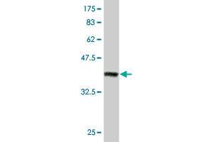 Western Blot detection against Immunogen (37.