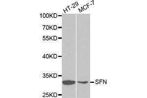 Western blot analysis of extracts of various cell lines, using SFN antibody (ABIN5970403) at 1/1000 dilution. (14-3-3 sigma/SFN anticorps)