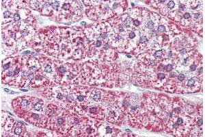 anti-MAS-Related GPR, Member F (Mrgprf) (N-Term) antibody