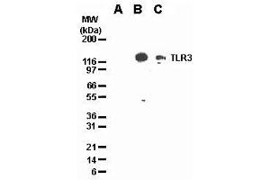 Image no. 2 for anti-Toll-Like Receptor 3 (TLR3) antibody (ABIN187555) (TLR3 anticorps)